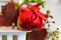 tulipe lanterne